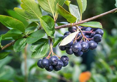 planta de aronia